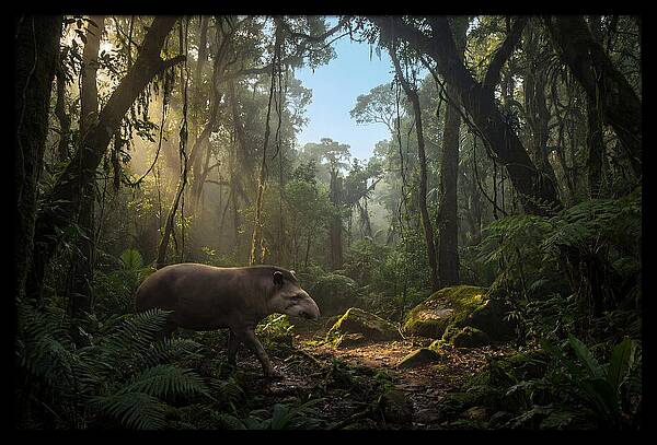 Brazilian Tapir In Lush Forest