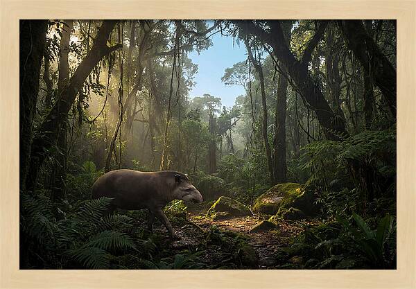 Brazilian Tapir In Lush Forest