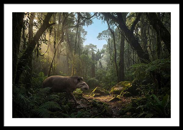 Brazilian Tapir In Lush Forest