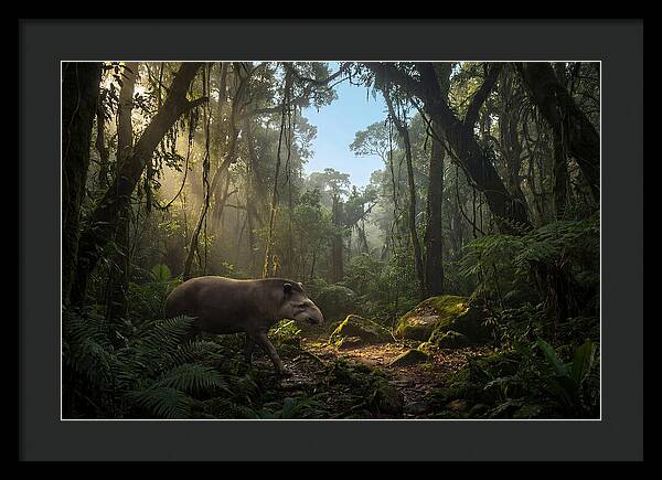 Brazilian Tapir In Lush Forest