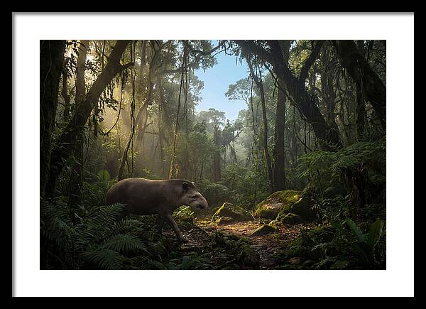 Brazilian Tapir In Lush Forest