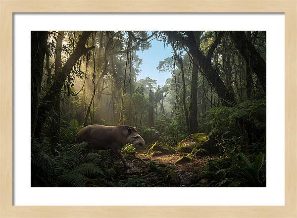 Brazilian Tapir In Lush Forest