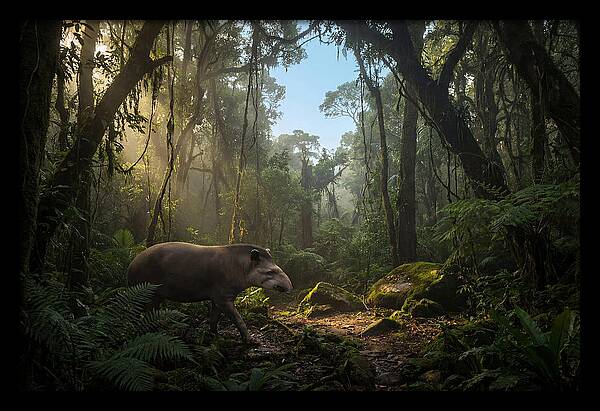 Brazilian Tapir In Lush Forest
