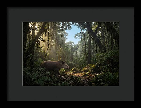 Brazilian Tapir In Lush Forest