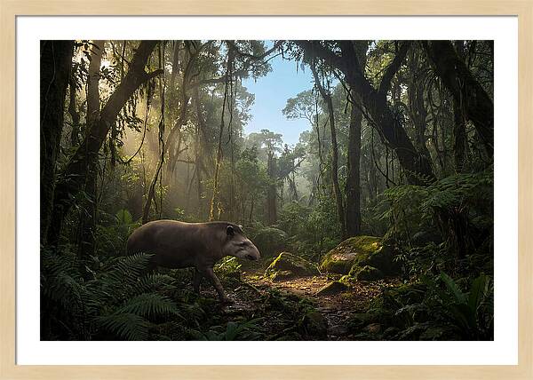 Brazilian Tapir In Lush Forest