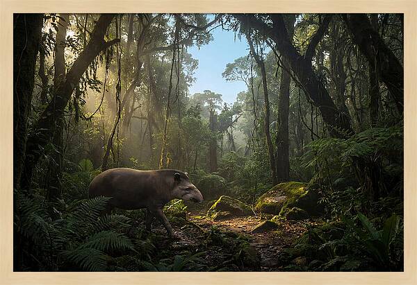 Brazilian Tapir In Lush Forest