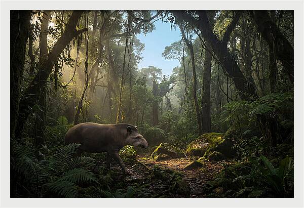 Brazilian Tapir In Lush Forest