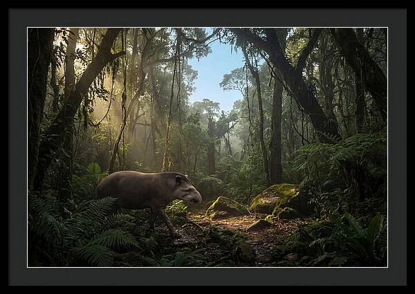 Brazilian Tapir In Lush Forest