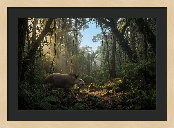 Brazilian Tapir In Lush Forest