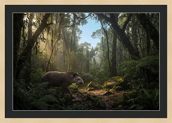 Brazilian Tapir In Lush Forest