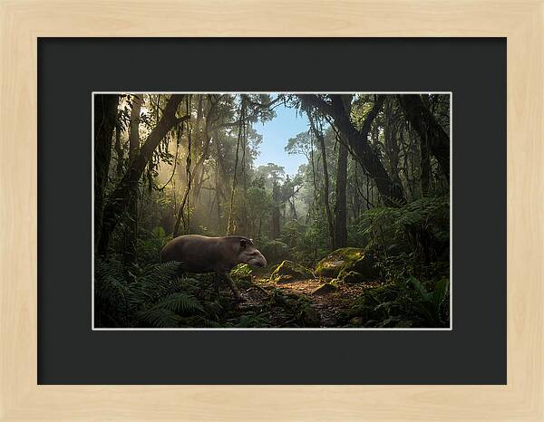 Brazilian Tapir In Lush Forest