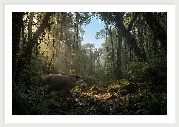 Brazilian Tapir In Lush Forest