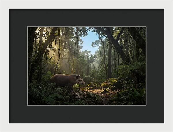 Brazilian Tapir In Lush Forest