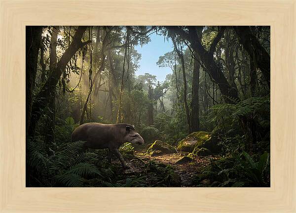 Brazilian Tapir In Lush Forest
