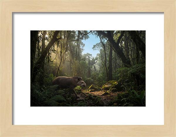 Brazilian Tapir In Lush Forest