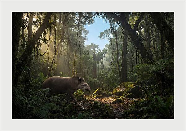 Brazilian Tapir In Lush Forest