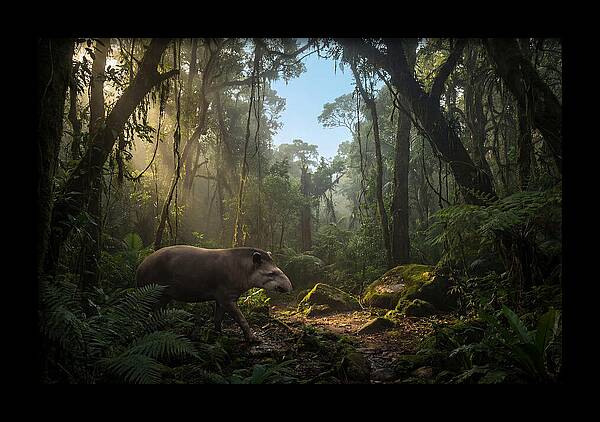 Brazilian Tapir In Lush Forest