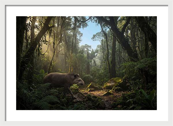 Brazilian Tapir In Lush Forest