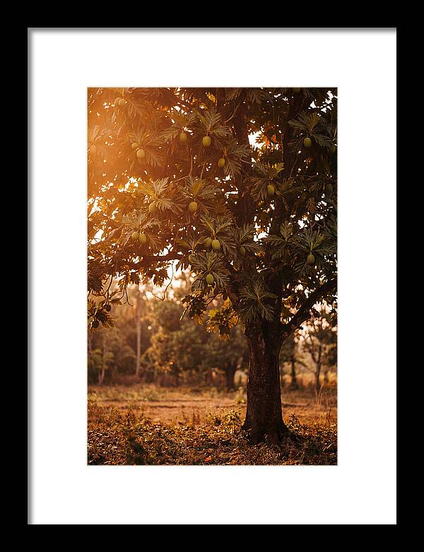 Breadfruit Tree In Autumn Glow