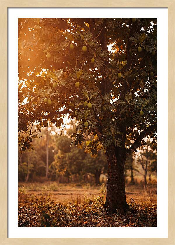 Breadfruit Tree In Autumn Glow