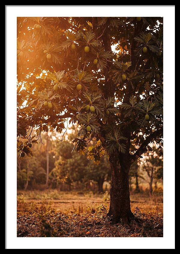 Breadfruit Tree In Autumn Glow