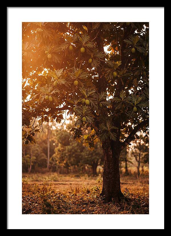 Breadfruit Tree In Autumn Glow