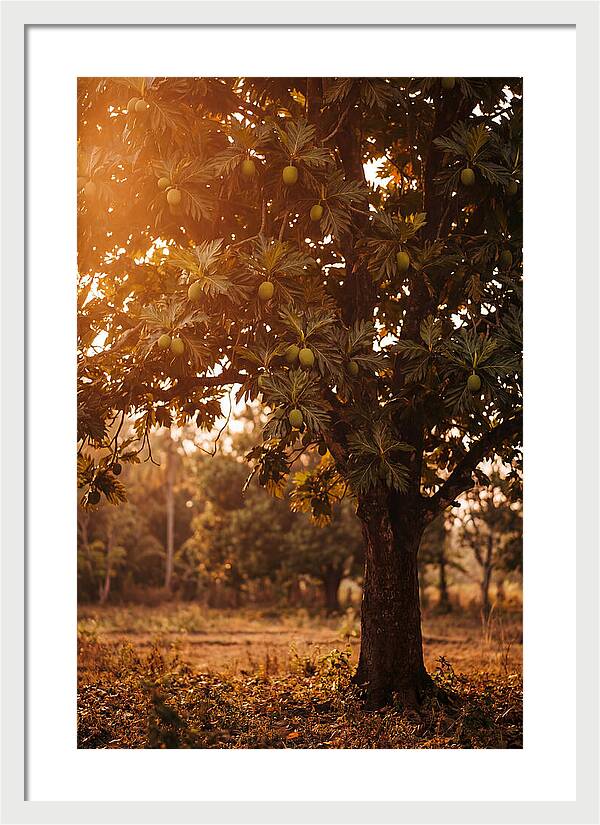 Breadfruit Tree In Autumn Glow