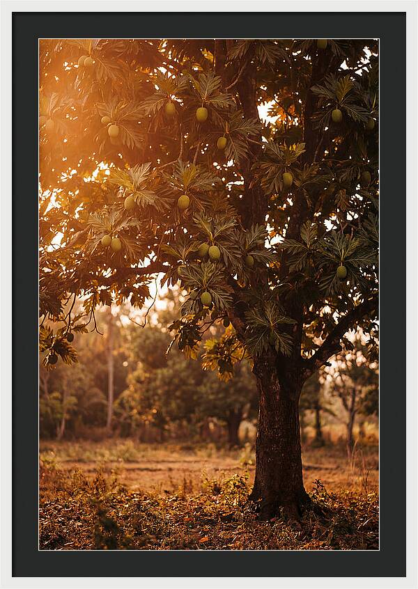 Breadfruit Tree In Autumn Glow