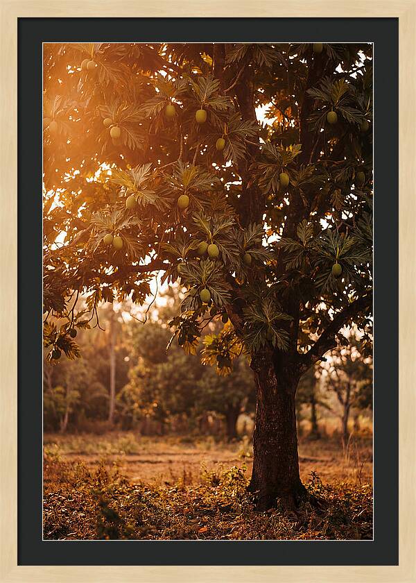 Breadfruit Tree In Autumn Glow