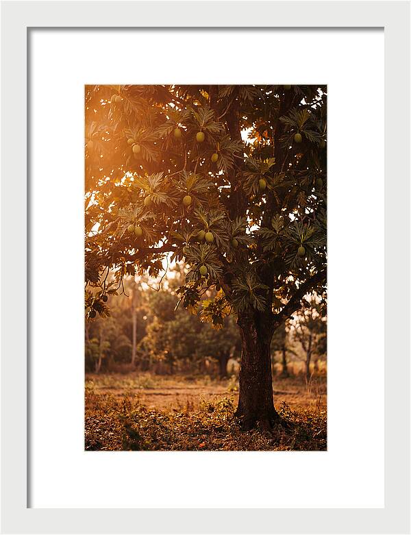 Breadfruit Tree In Autumn Glow