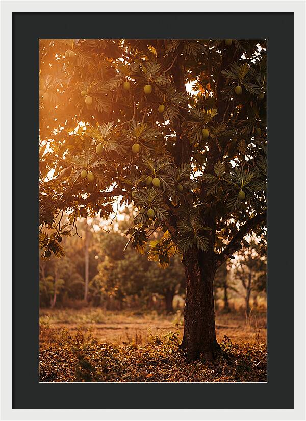 Breadfruit Tree In Autumn Glow