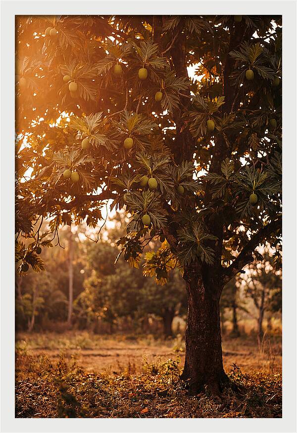 Breadfruit Tree In Autumn Glow
