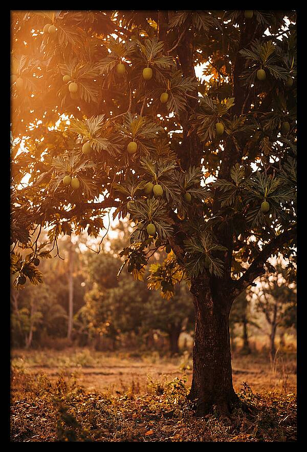 Breadfruit Tree In Autumn Glow
