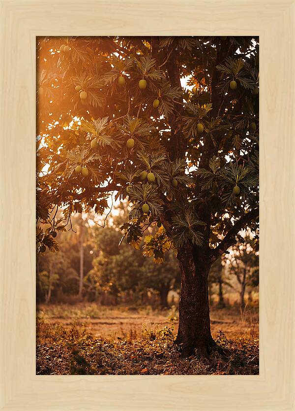 Breadfruit Tree In Autumn Glow
