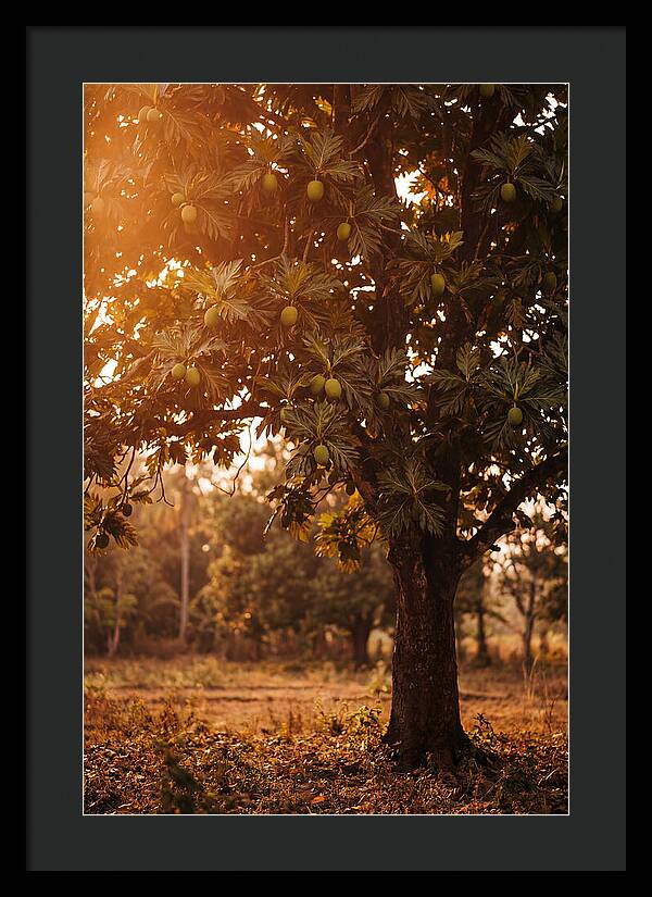Breadfruit Tree In Autumn Glow