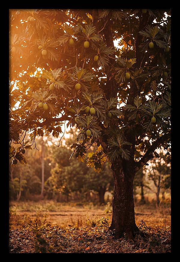 Breadfruit Tree In Autumn Glow
