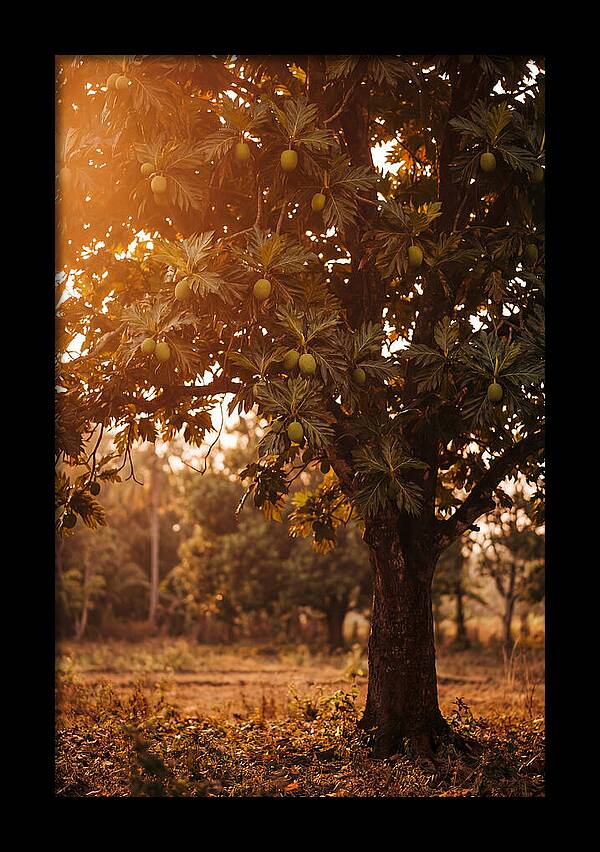 Breadfruit Tree In Autumn Glow