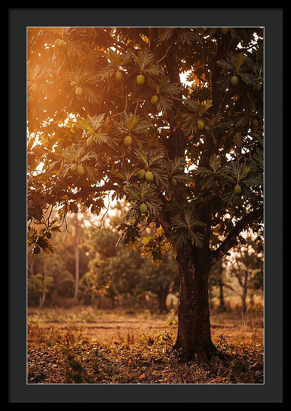 Breadfruit Tree In Autumn Glow