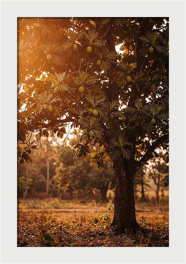 Breadfruit Tree In Autumn Glow