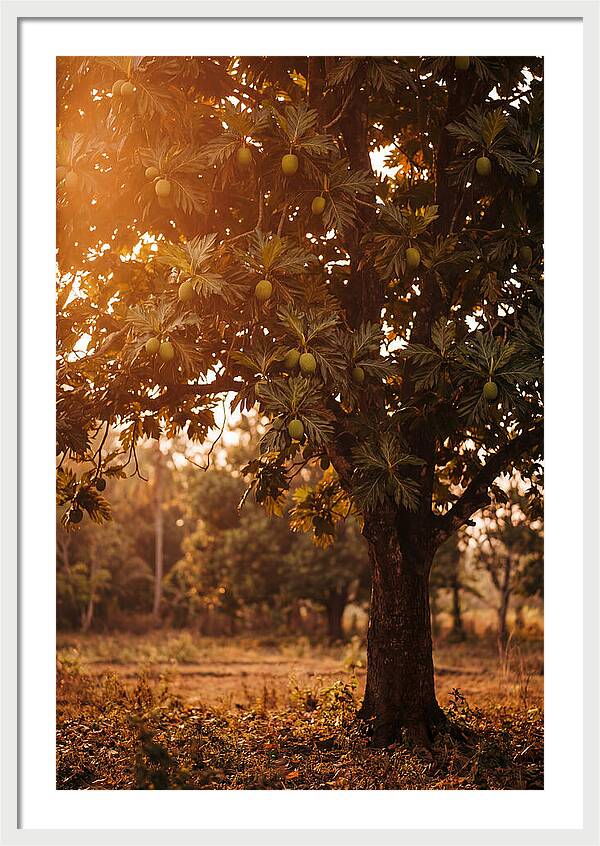 Breadfruit Tree In Autumn Glow