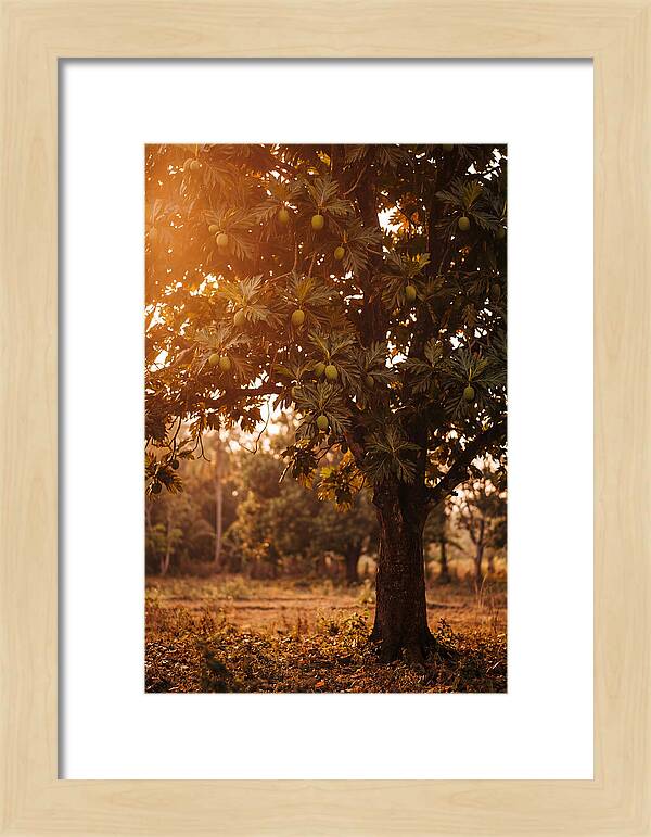 Breadfruit Tree In Autumn Glow