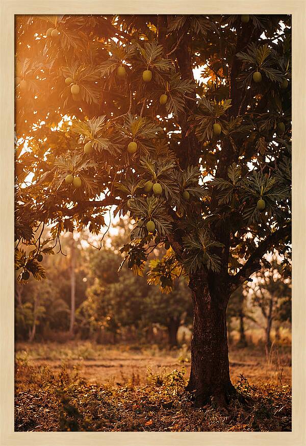 Breadfruit Tree In Autumn Glow