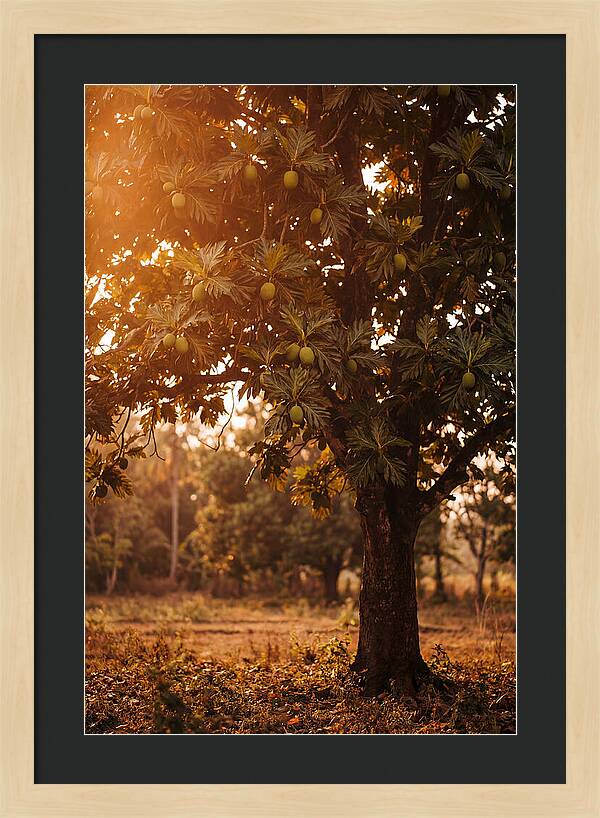 Breadfruit Tree In Autumn Glow