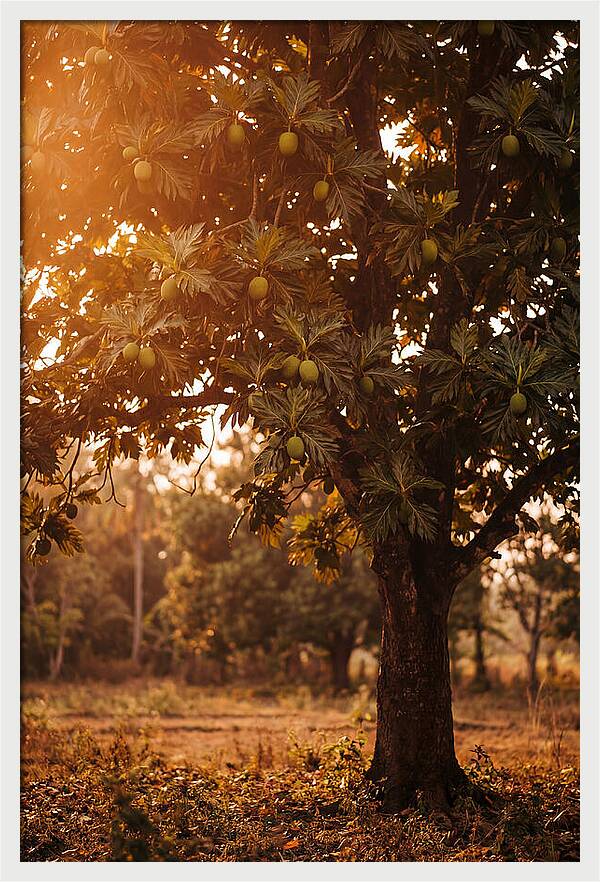 Breadfruit Tree In Autumn Glow