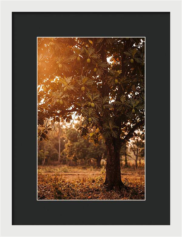 Breadfruit Tree In Autumn Glow