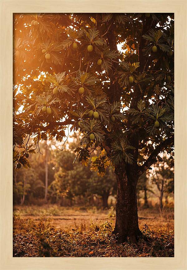 Breadfruit Tree In Autumn Glow