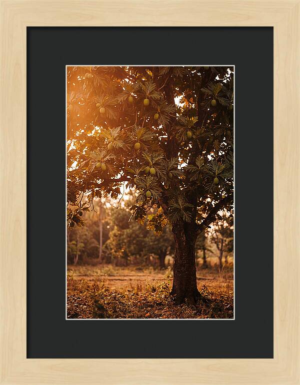 Breadfruit Tree In Autumn Glow