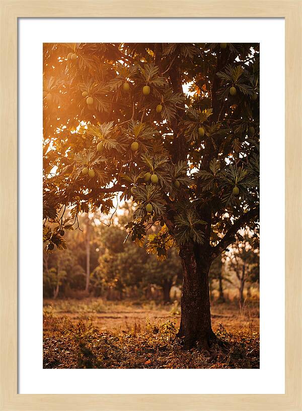 Breadfruit Tree In Autumn Glow