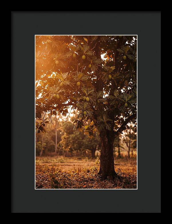 Breadfruit Tree In Autumn Glow