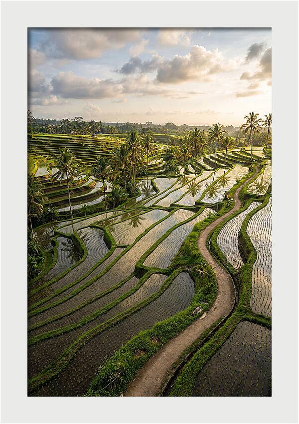 Breathtaking Rice Terraces In Bali